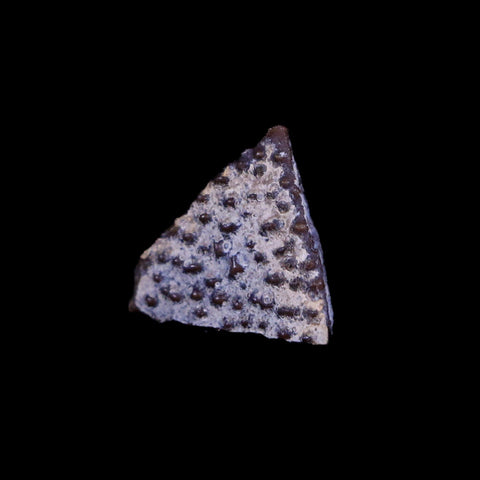 0.3" Raptor Fossil Egg Shell Section Cretaceous Dinosaur Judith River FM MT COA - Fossil Age Minerals