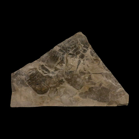 12" Eurypterus Sea Scorpion Fossil Mortality Plate Eurypterid Silurian Age New York Stand - Fossil Age Minerals