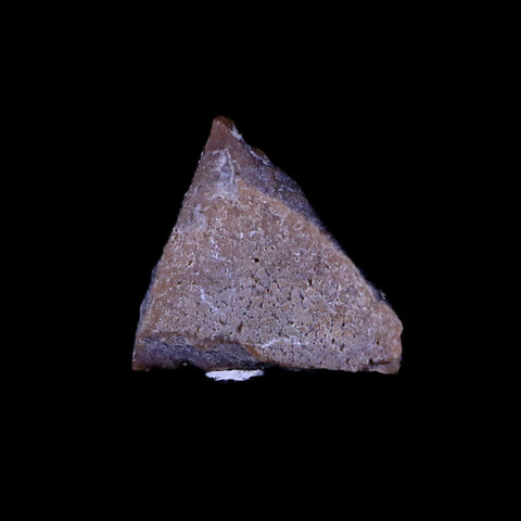 0.3" Raptor Fossil Egg Shell Section Cretaceous Dinosaur Judith River FM MT COA - Fossil Age Minerals