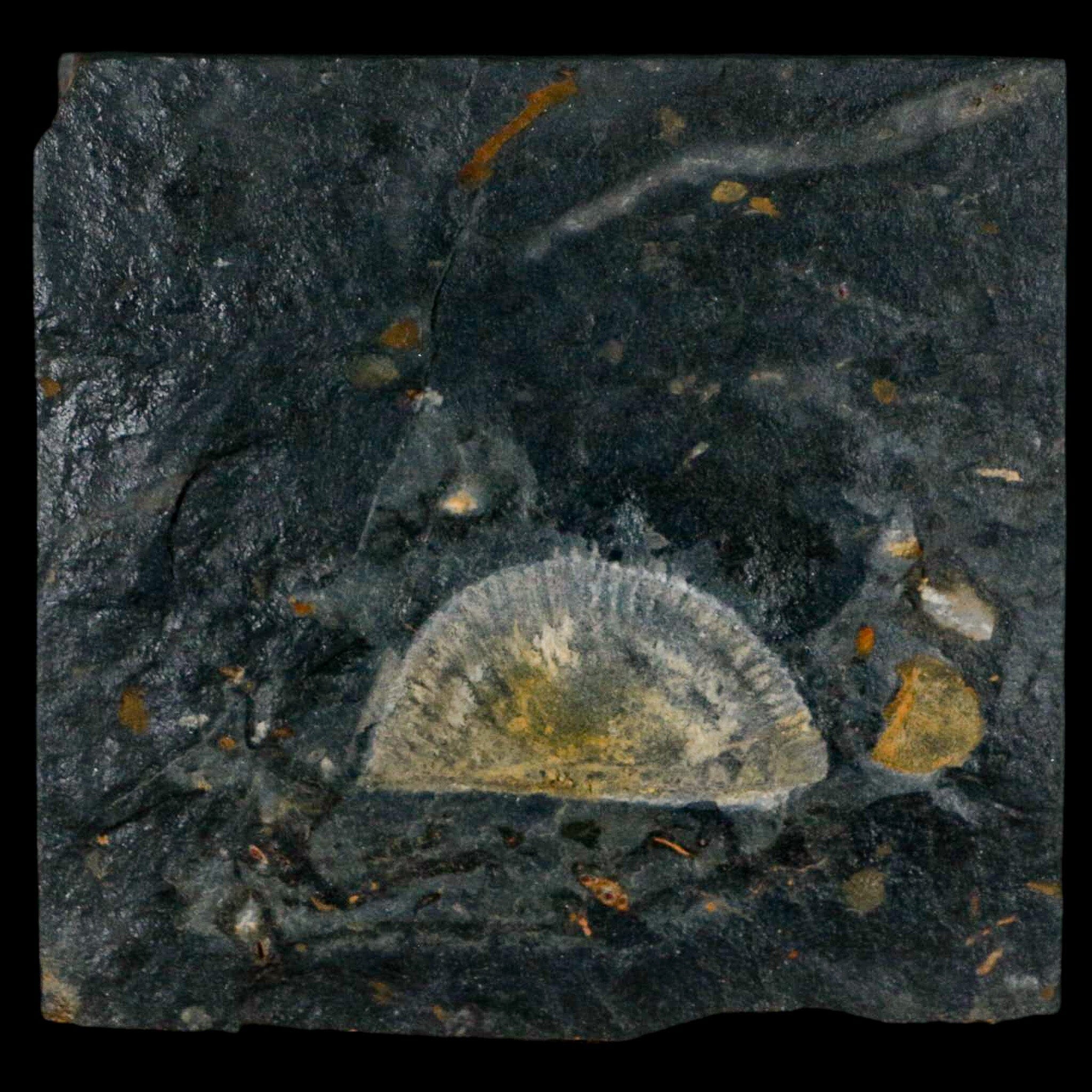 1.7" Fossil Paralenorthis Sp Brachiopod In Matrix Valongo Formation Arouca Portugal - Fossil Age Minerals