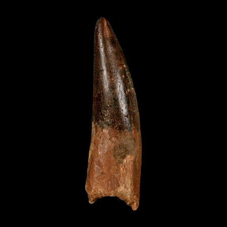 XXL 4.3" Spinosaurus Fossil Tooth 100 Million Years Old Cretaceous Dinosaur COA