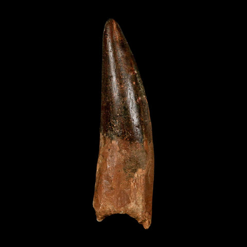 XXL 4.3" Spinosaurus Fossil Tooth 100 Million Years Old Cretaceous Dinosaur COA