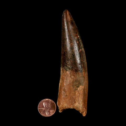 XXL 4.3" Spinosaurus Fossil Tooth 100 Million Years Old Cretaceous Dinosaur COA
