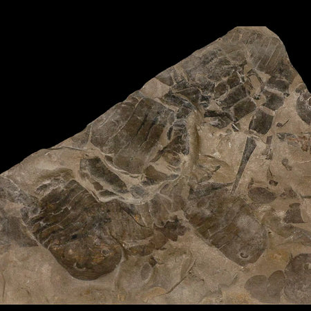 12" Eurypterus Sea Scorpion Fossil Mortality Plate Eurypterid Silurian Age New York Stand