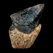 0.6" Triceratops Fossil Tooth Hell Creek FM Cretaceous Dinosaur Montana COA Stand