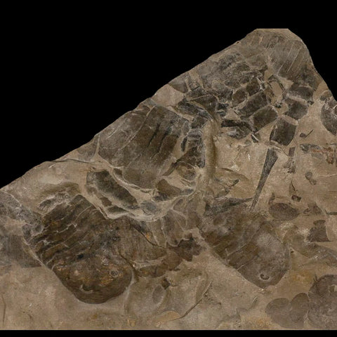 12" Eurypterus Sea Scorpion Fossil Mortality Plate Eurypterid Silurian Age New York Stand - Fossil Age Minerals