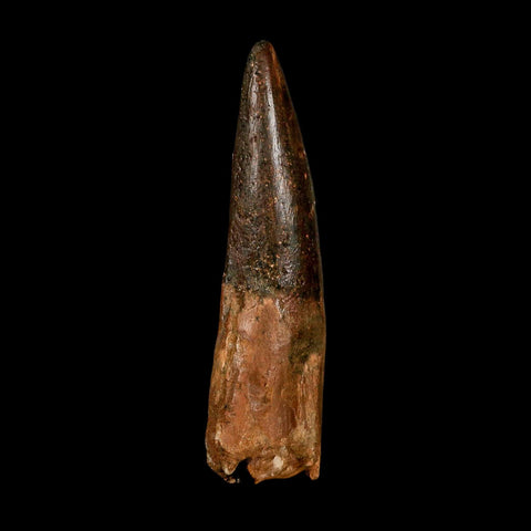 XXL 4.3" Spinosaurus Fossil Tooth 100 Million Years Old Cretaceous Dinosaur COA