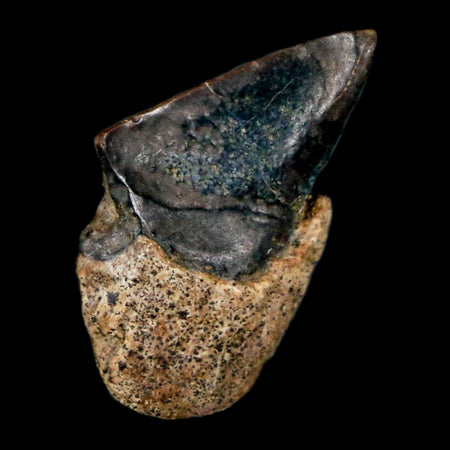 0.6" Triceratops Fossil Tooth Hell Creek FM Cretaceous Dinosaur Montana COA Stand