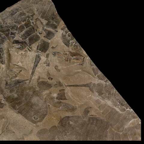 12" Eurypterus Sea Scorpion Fossil Mortality Plate Eurypterid Silurian Age New York Stand - Fossil Age Minerals