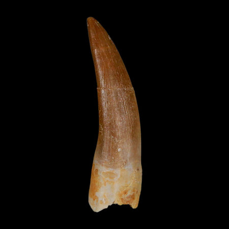 1.8" Plesiosaur Zarafasaura Tooth Fossil Cretaceous Dinosaur Era COA, Stand