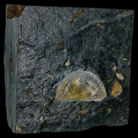 1.7" Fossil Paralenorthis Sp Brachiopod In Matrix Valongo Formation Arouca Portugal - Fossil Age Minerals