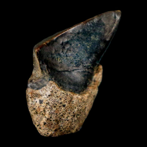 0.6" Triceratops Fossil Tooth Hell Creek FM Cretaceous Dinosaur Montana COA Stand - Fossil Age Minerals
