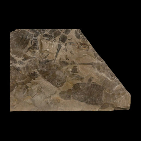 12" Eurypterus Sea Scorpion Fossil Mortality Plate Eurypterid Silurian Age New York Stand - Fossil Age Minerals