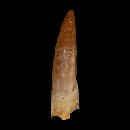 1.8" Plesiosaur Zarafasaura Tooth Fossil Cretaceous Dinosaur Era COA, Stand