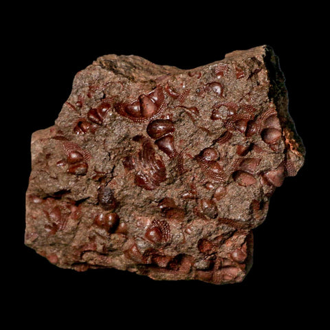 3.8" Trilobite Mortality Plate Fossil Devonian Age 400 Million Years Old COA - Fossil Age Minerals