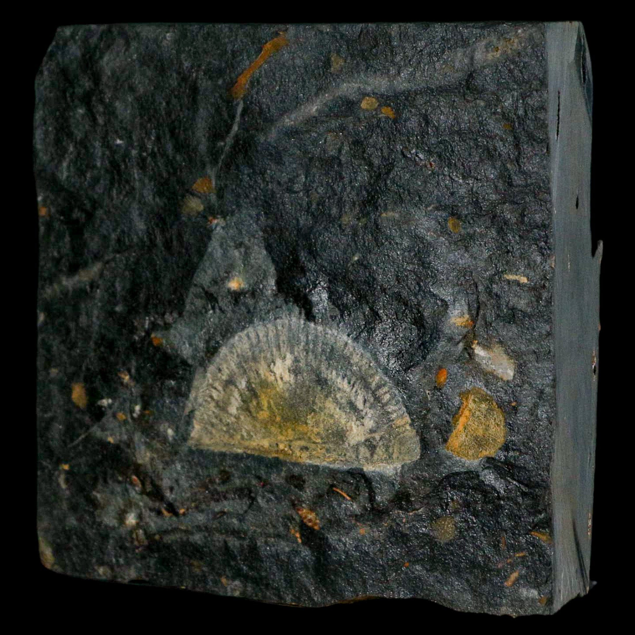 1.7" Fossil Paralenorthis Sp Brachiopod In Matrix Valongo Formation Arouca Portugal - Fossil Age Minerals