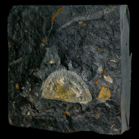 1.7" Fossil Paralenorthis Sp Brachiopod In Matrix Valongo Formation Arouca Portugal - Fossil Age Minerals