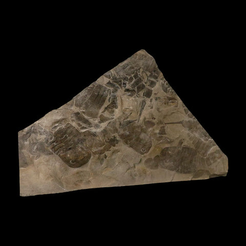 12" Eurypterus Sea Scorpion Fossil Mortality Plate Eurypterid Silurian Age New York Stand - Fossil Age Minerals