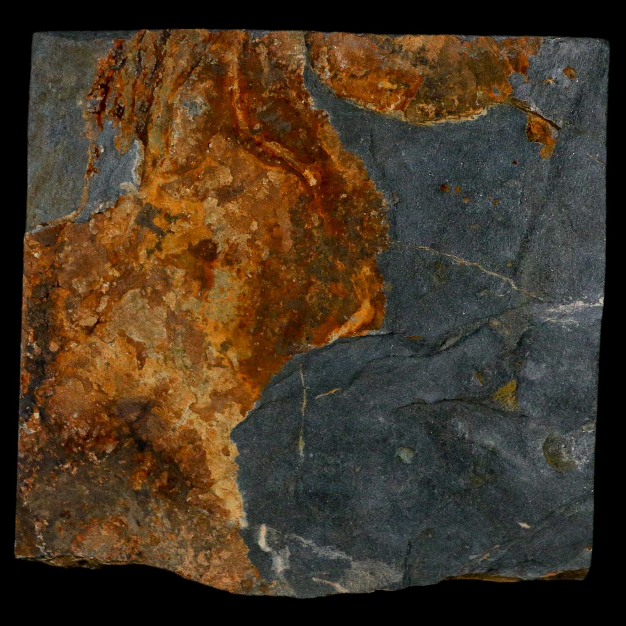 1.7" Fossil Paralenorthis Sp Brachiopod In Matrix Valongo Formation Arouca Portugal - Fossil Age Minerals