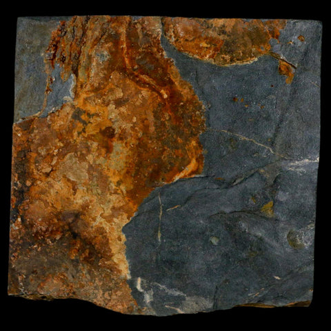 1.7" Fossil Paralenorthis Sp Brachiopod In Matrix Valongo Formation Arouca Portugal - Fossil Age Minerals