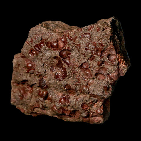3.8" Trilobite Mortality Plate Fossil Devonian Age 400 Million Years Old COA - Fossil Age Minerals