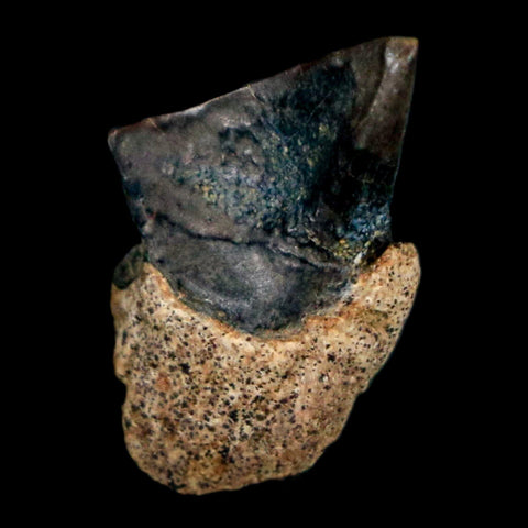 0.6" Triceratops Fossil Tooth Hell Creek FM Cretaceous Dinosaur Montana COA Stand - Fossil Age Minerals