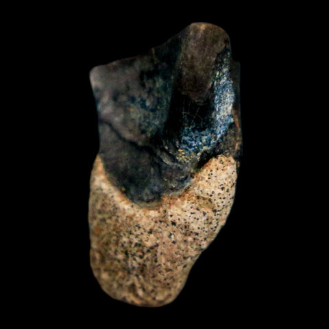 0.6" Triceratops Fossil Tooth Hell Creek FM Cretaceous Dinosaur Montana COA Stand - Fossil Age Minerals