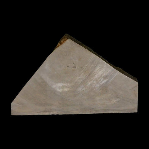 12" Eurypterus Sea Scorpion Fossil Mortality Plate Eurypterid Silurian Age New York Stand - Fossil Age Minerals