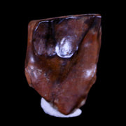 XL 0.7" Triceratops Fossil Tooth Hell Creek FM Cretaceous Dinosaur MT COA & Display