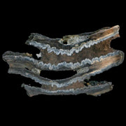 2.8" Mammoth Tooth Cross Section In Riker Display Pleistocene Age Hawthorne FM