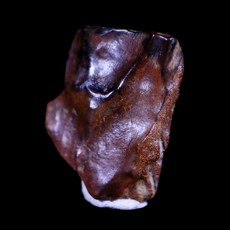 XL 0.7" Triceratops Fossil Tooth Hell Creek FM Cretaceous Dinosaur MT COA & Display