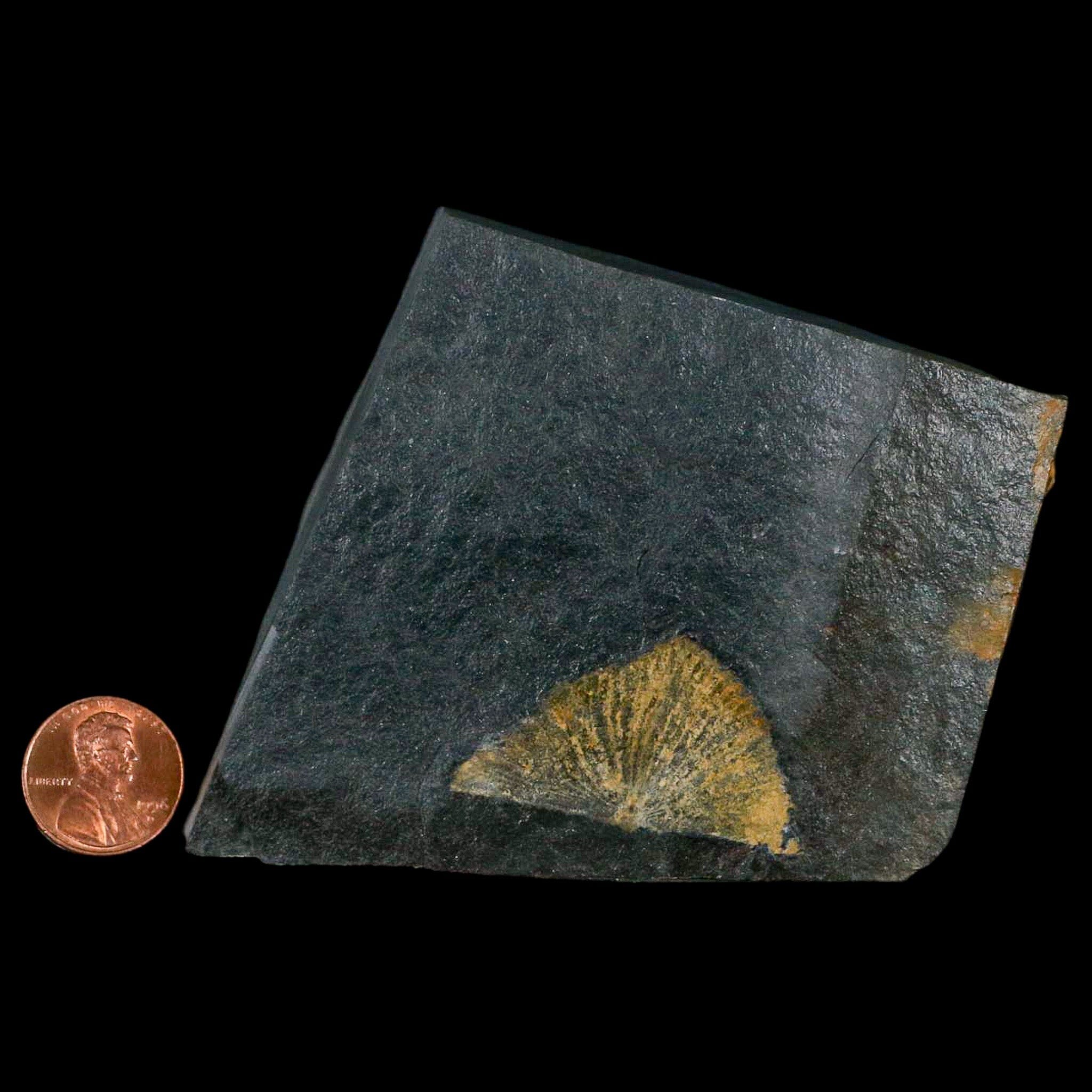1.5" Fossil Paralenorthis Sp Brachiopod In Matrix Valongo Formation Arouca Portugal - Fossil Age Minerals