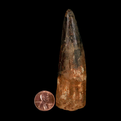 XL 3.5" Spinosaurus Fossil Tooth 100 Million Years Old Cretaceous Dinosaur COA