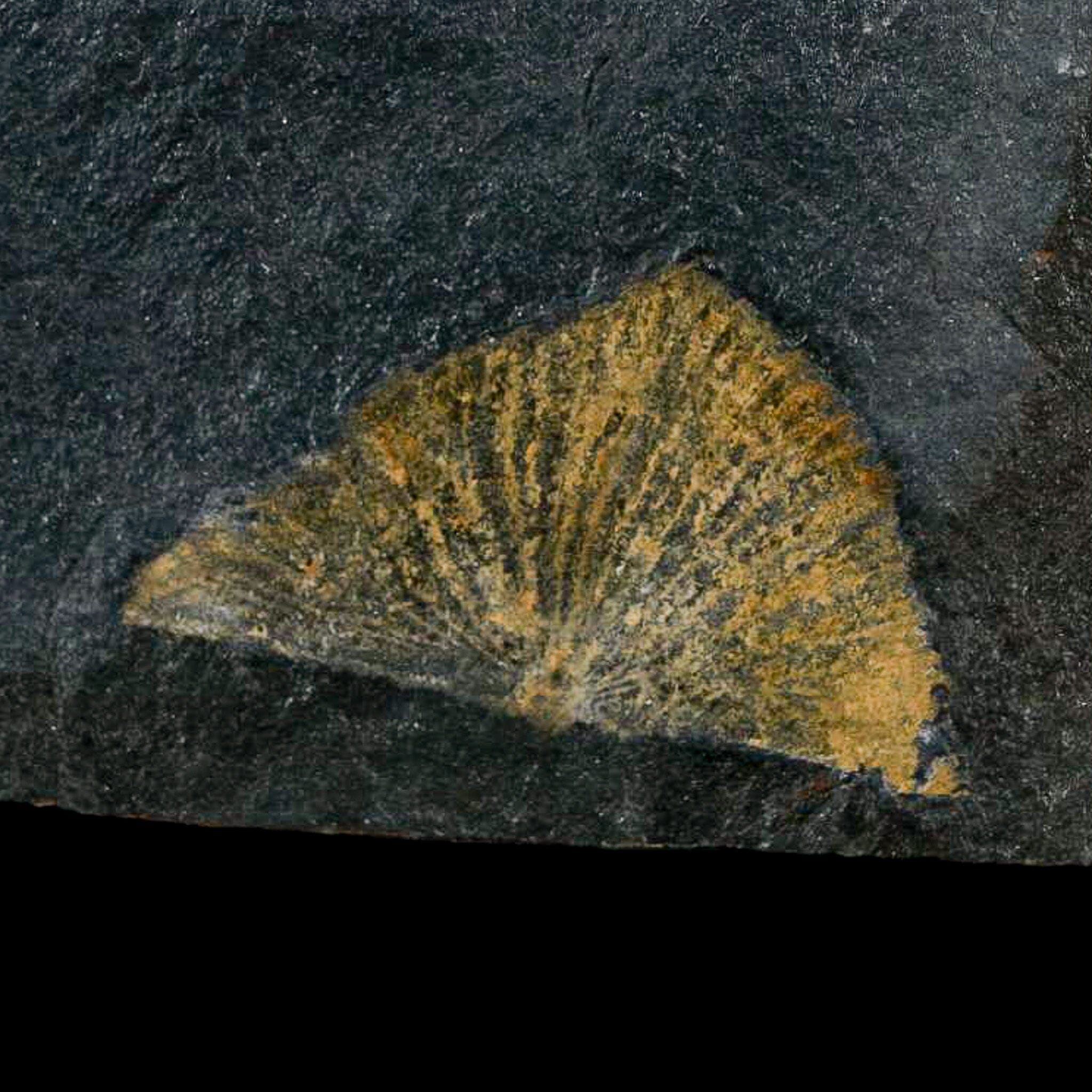 1.5" Fossil Paralenorthis Sp Brachiopod In Matrix Valongo Formation Arouca Portugal - Fossil Age Minerals