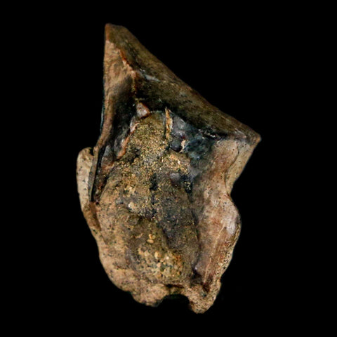 0.6" Triceratops Fossil Tooth Hell Creek FM Cretaceous Dinosaur Montana COA Stand - Fossil Age Minerals