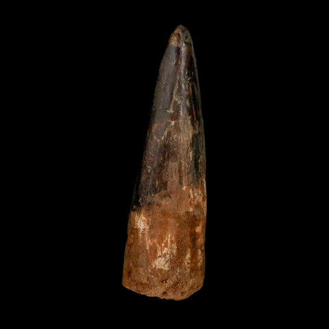 XL 3.5" Spinosaurus Fossil Tooth 100 Million Years Old Cretaceous Dinosaur COA