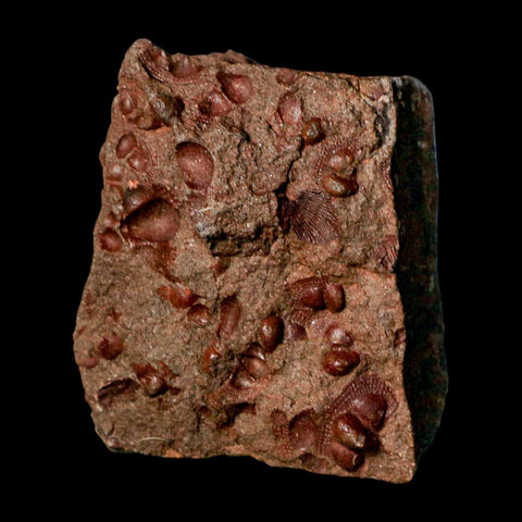 2.8" Trilobite Mortality Plate Fossil Devonian Age 400 Million Years Old COA - Fossil Age Minerals