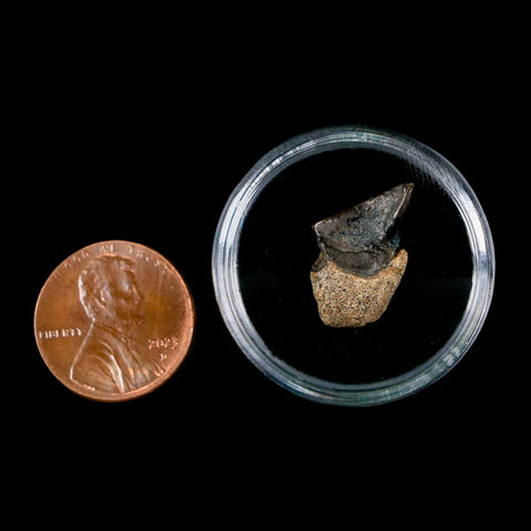 0.6" Triceratops Fossil Tooth Hell Creek FM Cretaceous Dinosaur Montana COA Stand - Fossil Age Minerals