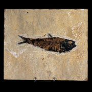XL 4.9" Knightia Eocaena Fossil Fish Green River FM WY Eocene Age COA & Stand
