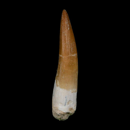 XL 2.1" Plesiosaur Zarafasaura Tooth Fossil Cretaceous Dinosaur Era COA, Stand