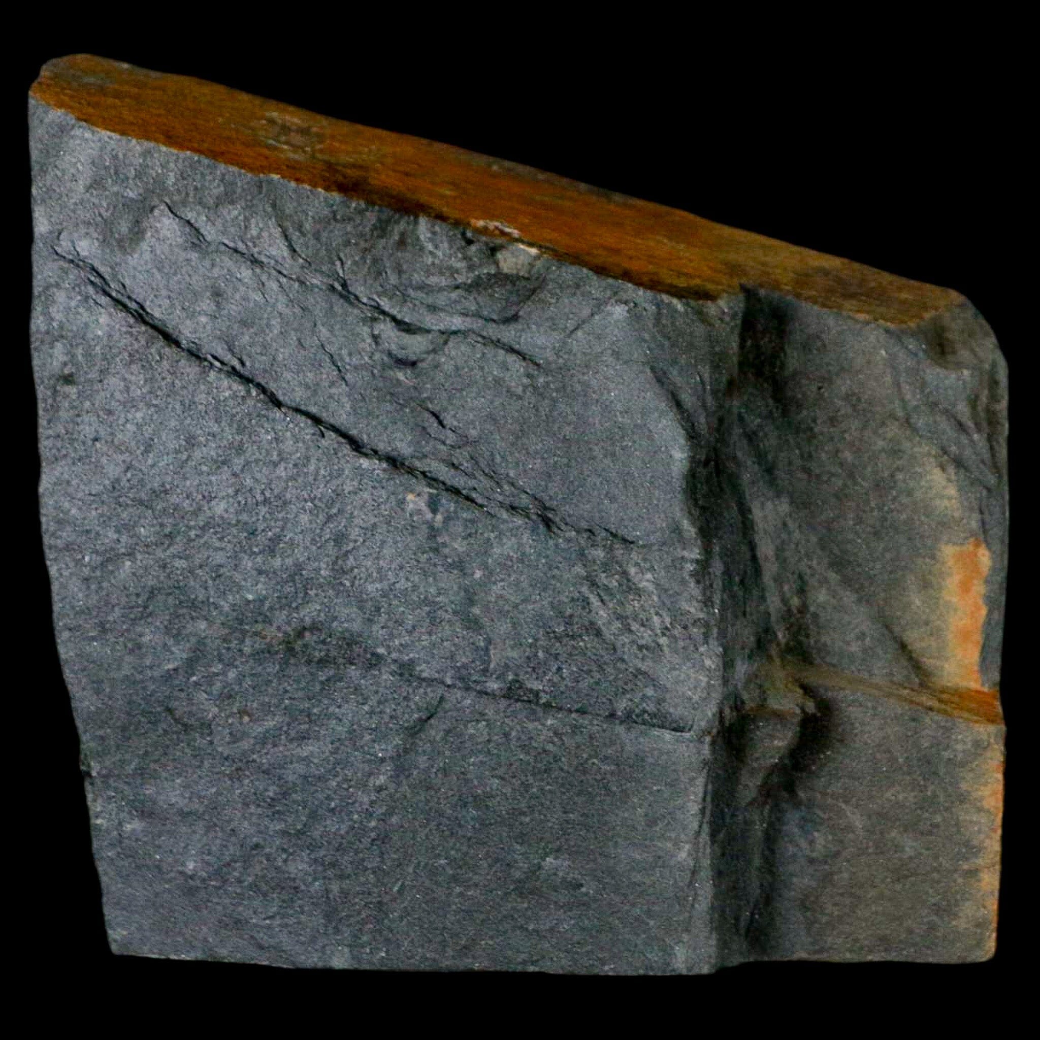 1.5" Fossil Paralenorthis Sp Brachiopod In Matrix Valongo Formation Arouca Portugal - Fossil Age Minerals
