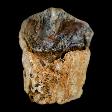 0.6" Triceratops Fossil Tooth Hell Creek FM Cretaceous Dinosaur Montana COA Stand