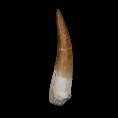 XL 2.1" Plesiosaur Zarafasaura Tooth Fossil Cretaceous Dinosaur Era COA, Stand - Fossil Age Minerals