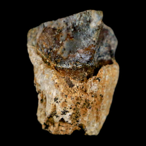 0.6" Triceratops Fossil Tooth Hell Creek FM Cretaceous Dinosaur Montana COA Stand - Fossil Age Minerals