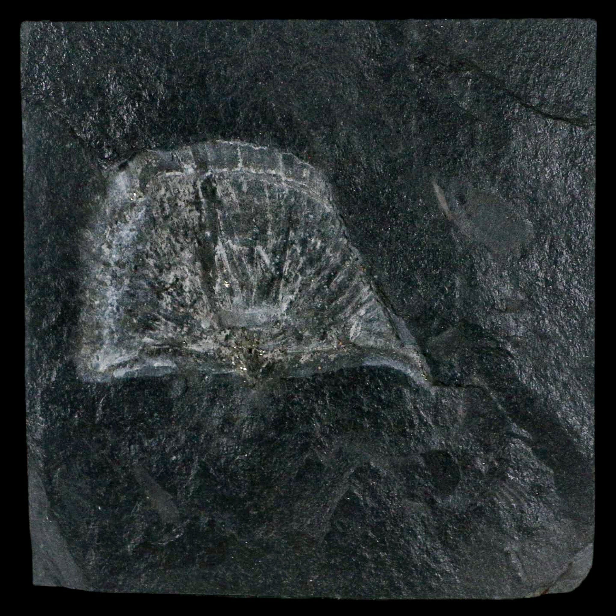 2.2" Fossil Paralenorthis Sp Brachiopod In Matrix Valongo Formation Arouca Portugal - Fossil Age Minerals