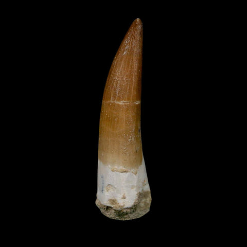 XL 2.1" Plesiosaur Zarafasaura Tooth Fossil Cretaceous Dinosaur Era COA, Stand - Fossil Age Minerals