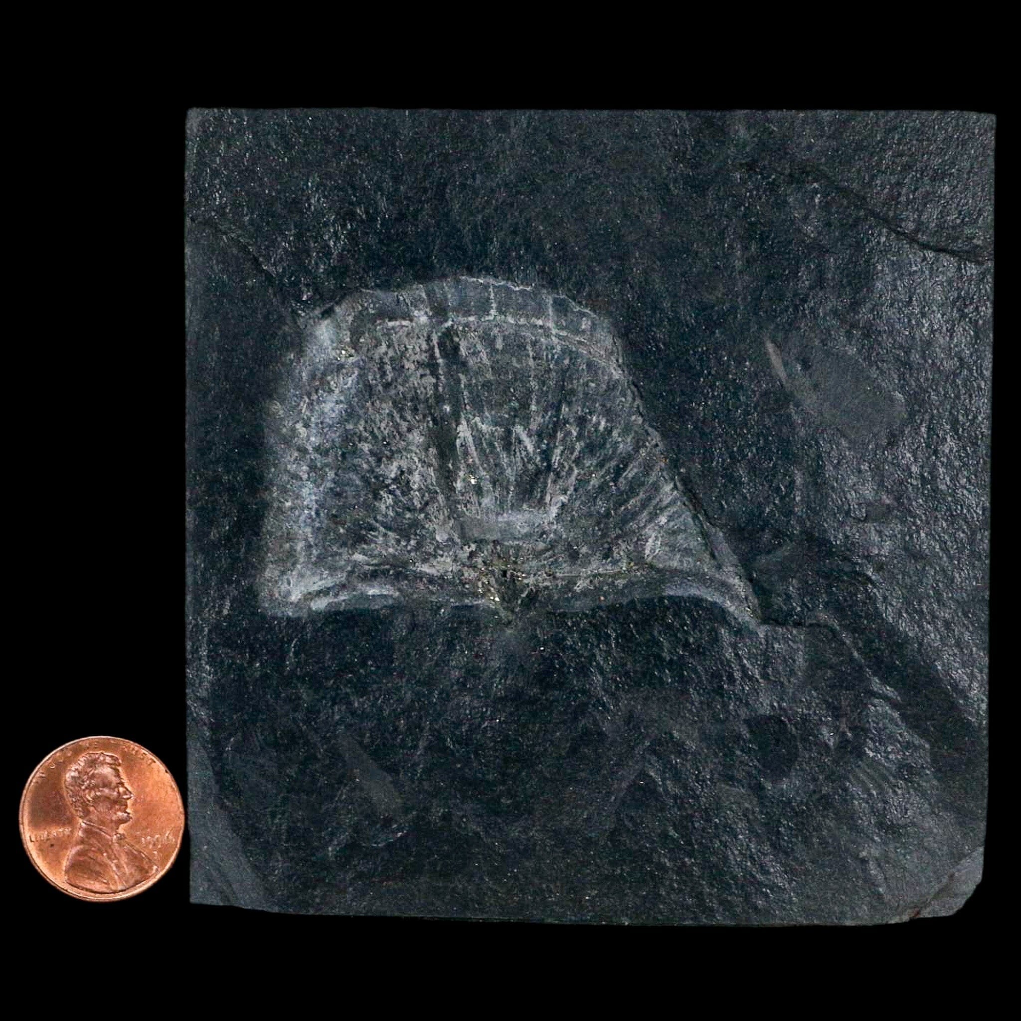 2.2" Fossil Paralenorthis Sp Brachiopod In Matrix Valongo Formation Arouca Portugal - Fossil Age Minerals