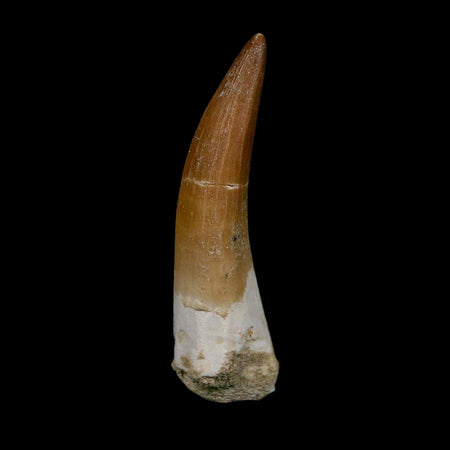 XL 2.1" Plesiosaur Zarafasaura Tooth Fossil Cretaceous Dinosaur Era COA, Stand