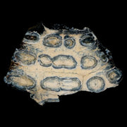 2.3" Mammoth Tooth Cross Section In Riker Display Pleistocene Age Hawthorne FM