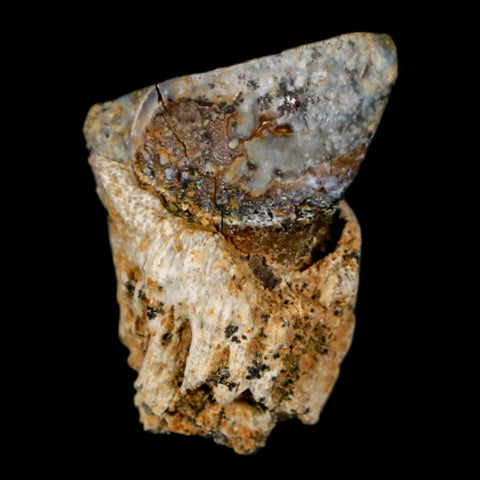 0.6" Triceratops Fossil Tooth Hell Creek FM Cretaceous Dinosaur Montana COA Stand - Fossil Age Minerals